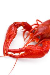 Crayfish