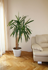 Modern sofa with plant, close up