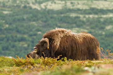 Fototapeta premium The Muskox (Dovrefjell Norway)