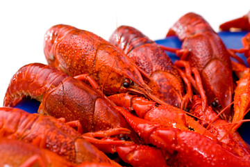 Crayfish