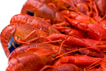 Crayfish