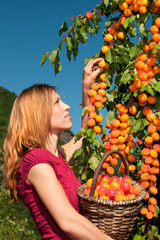 Marillen-Aprikosen Ernte.