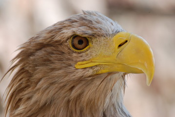 rapace