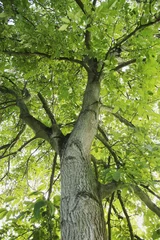 Möbelaufkleber Baum © Friedberg