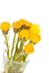Coltsfoot isolated