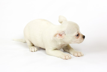 small chihuahua puppy
