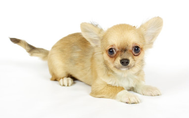 small chihuahua puppy