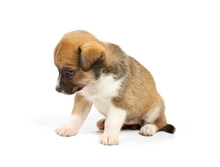 Funny puppy Chihuahua poses