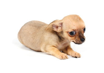 Funny puppy Chihuahua poses