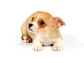 Funny puppy Chihuahua poses