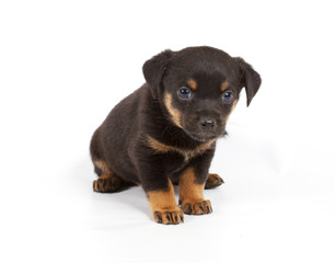 Chihuahua puppy in studio