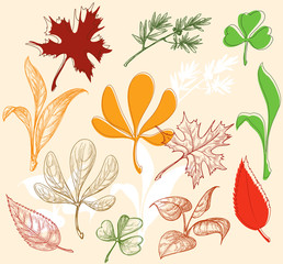 Vector autumn leaves
