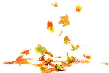 falling maple leaves on white autumn concept