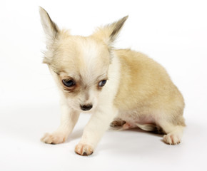 small chihuahua puppy