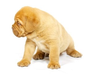 Obraz premium Bordeaux dog puppy