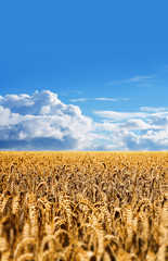 corn field