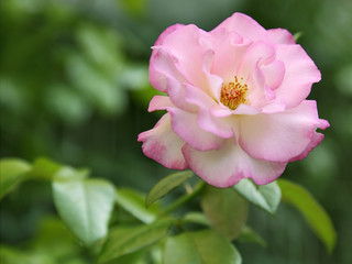 rosa rose