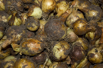fresh onions are dried