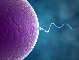Sperm and egg - obrazy, fototapety, plakaty