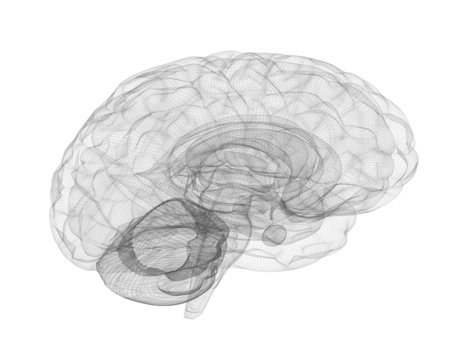 Brain wireframe model