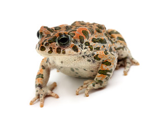 toad sitting