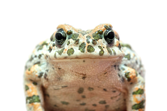 toad macro portrait