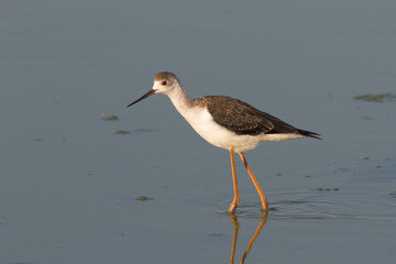 a immature of Black-winged Stilt  / Himantopus himantopus