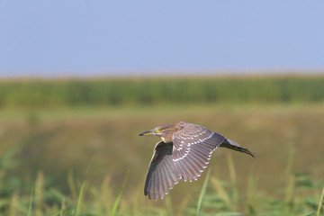 Night Heron immature in flight / Nycticorrax nycticorax
