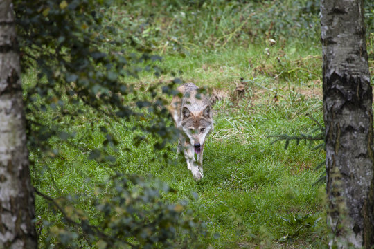 Fototapeta Europäischer Wolf