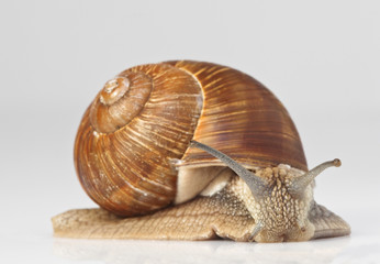 snail closeup