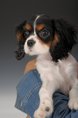 CAVALIER KING