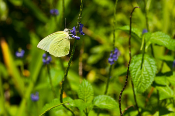 Butterfly on grass