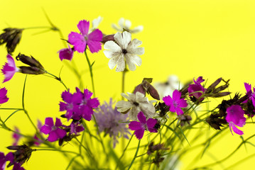 wild flowers on a yellow background