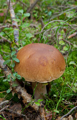 Edible Boletus edulis mushroom closeup