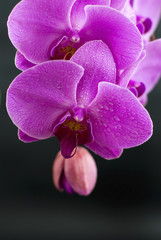 Fototapeta na wymiar beautiful purple orchid flower isolated on black