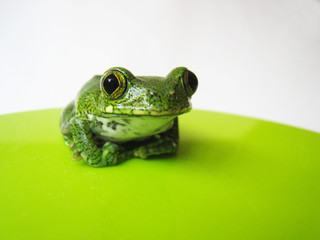 grüner Waldsteigerfrosch 2, Leptopelis vermiculatus