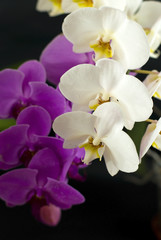 Naklejka na ściany i meble purple with white orchid isolated on black background