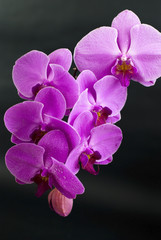 Fototapeta na wymiar piękny fioletowy kwiat orchidei wyizolowanych na czarny