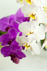 Fototapeta na wymiar Purple and white beautiful orchid isolated on white background