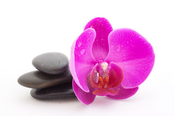 Fototapeta premium Orchidée sur fond blanc
