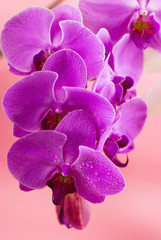Purple orchid isolated on pink background