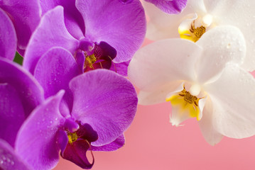 Obraz na płótnie Canvas Purple and white orchid isolated on pink background