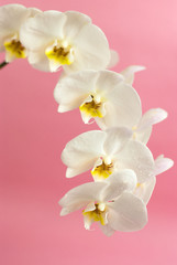 Obraz na płótnie Canvas white orchid on pink background