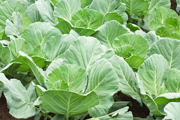 Many green cabbages