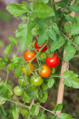 Tomates cerises