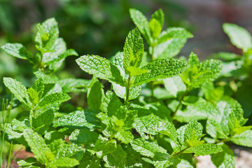 Feuilles de menthe