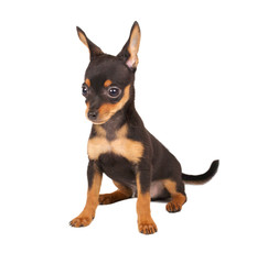 Fototapeta premium Russian toy terrier on a white background