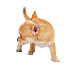 portrait of a cute purebred puppy chihuahua in front of white ba