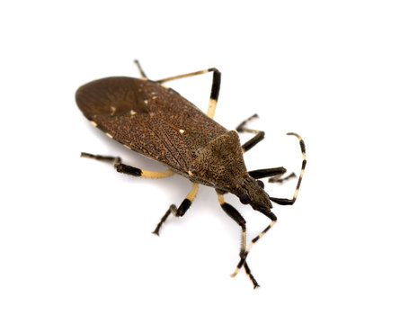 Spurge bug (Dicranocephalus agilis)