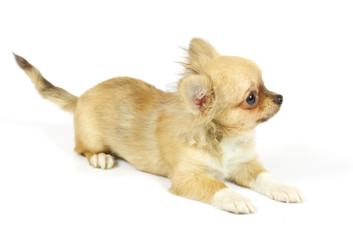 Obraz premium small chihuahua puppy